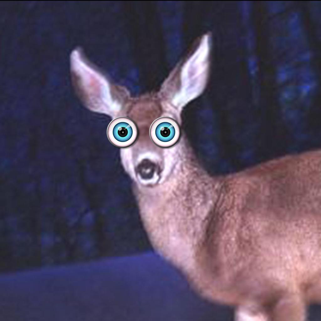 Best Bet – Deer in the Headlights