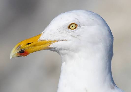 Read more about the article A Seagull Doesn’t Worry
