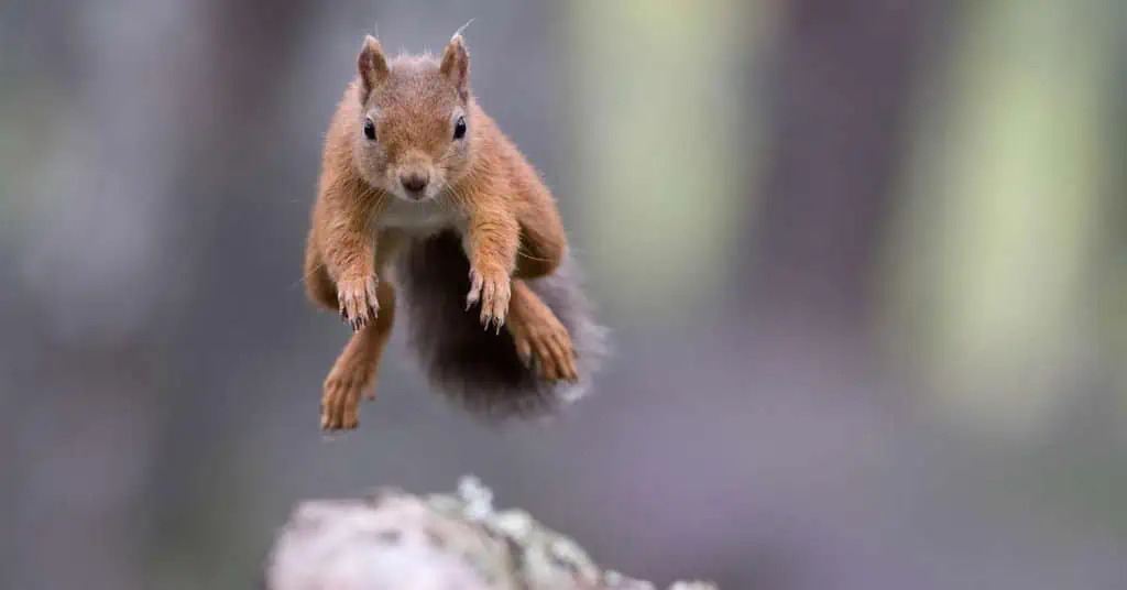 Read more about the article Hey Look Over There! 🐿️