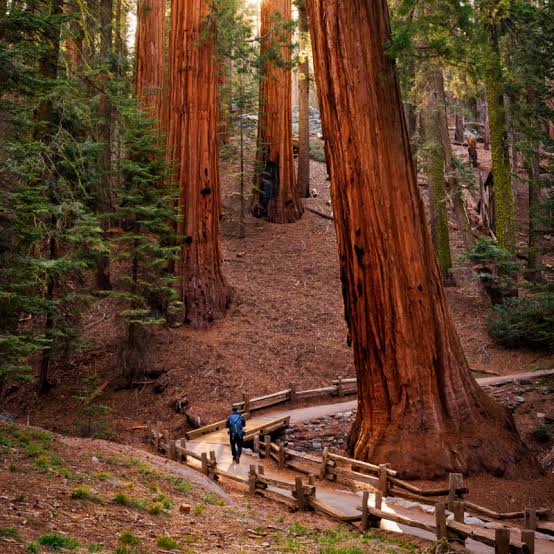 Feeling Small or In Awe?? 🌳